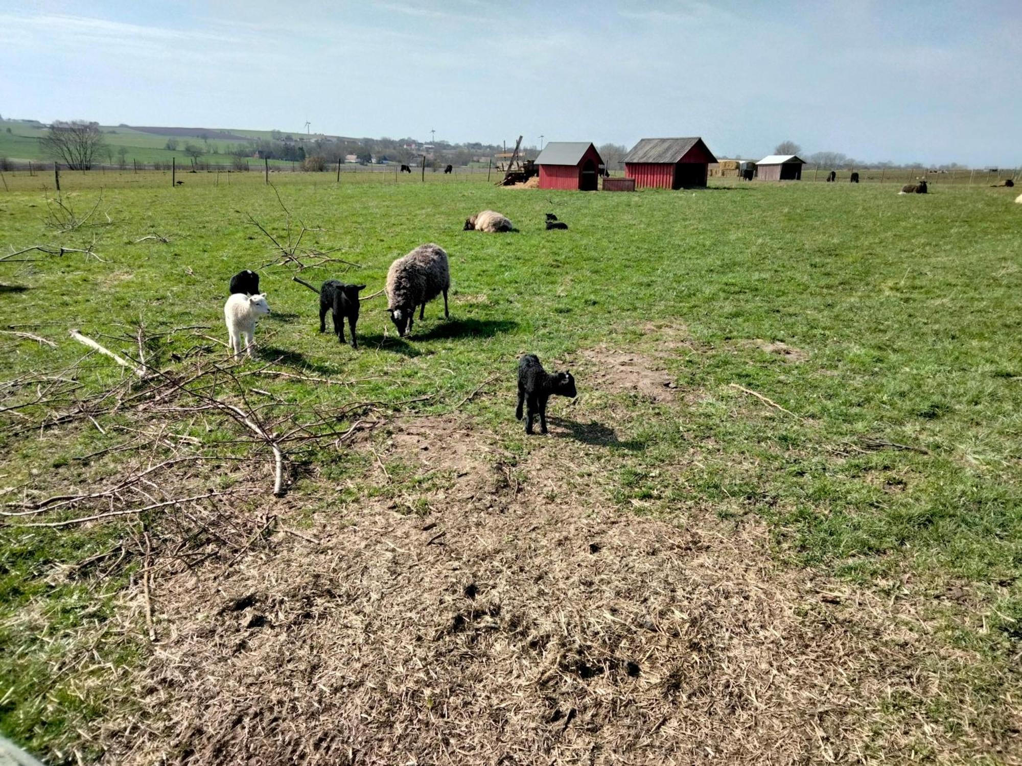 Oestermark Ærøskøbing المظهر الخارجي الصورة